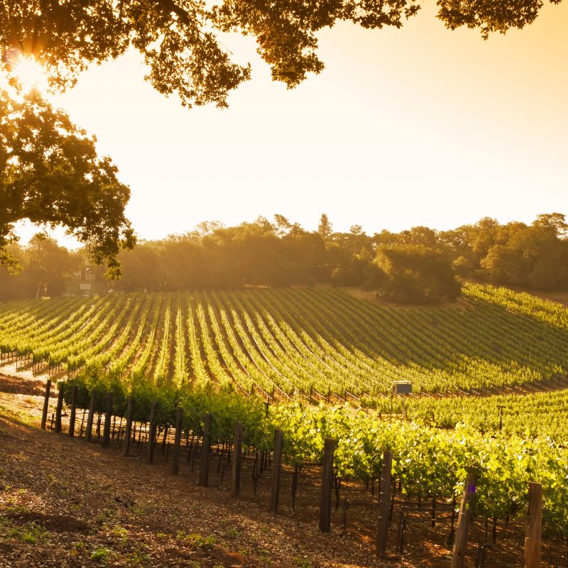 Les vignes du domaine au soleil couchant