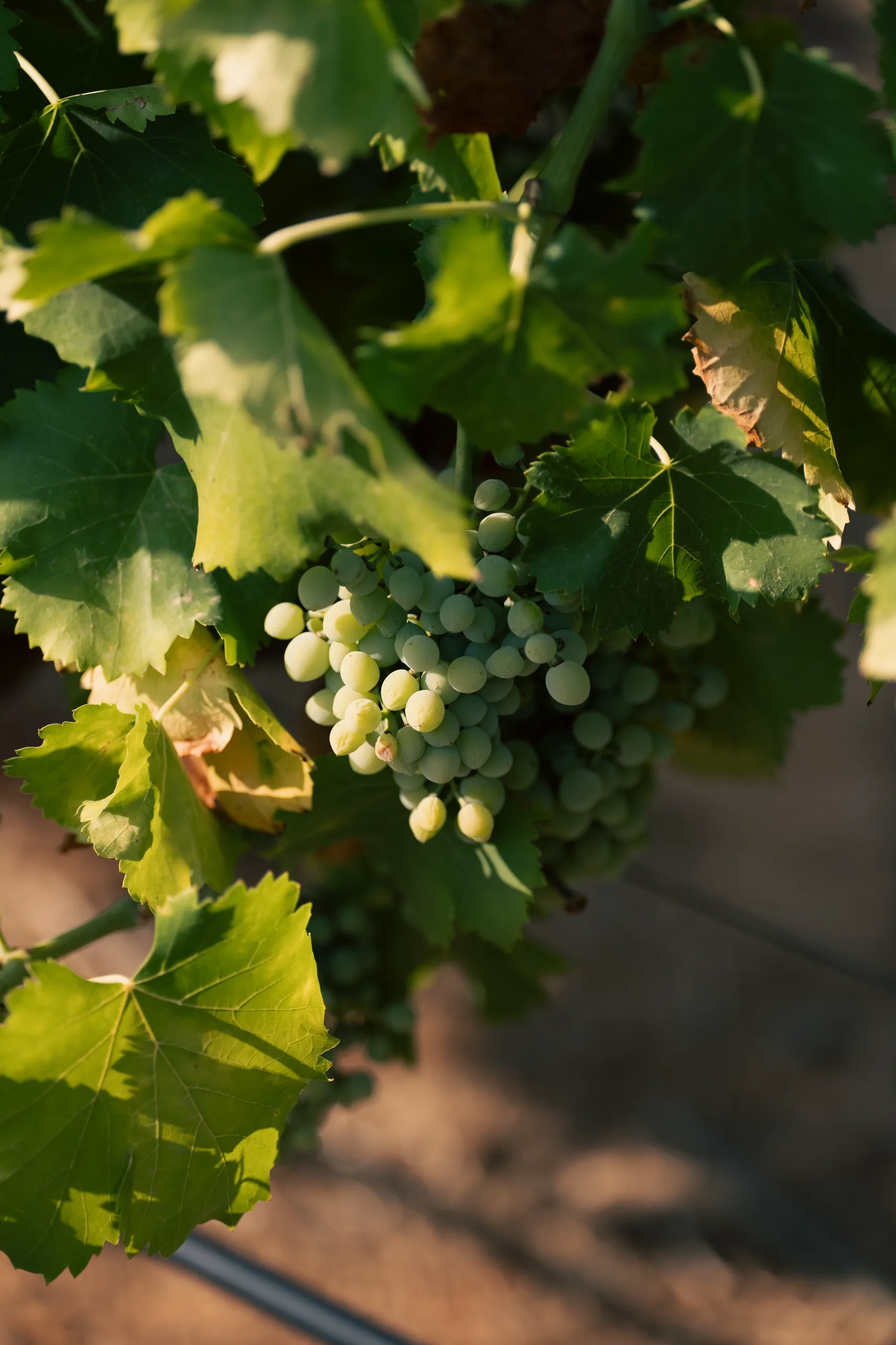Jeune grappe de raisin blanc dans les vignes du Mas Rouvier