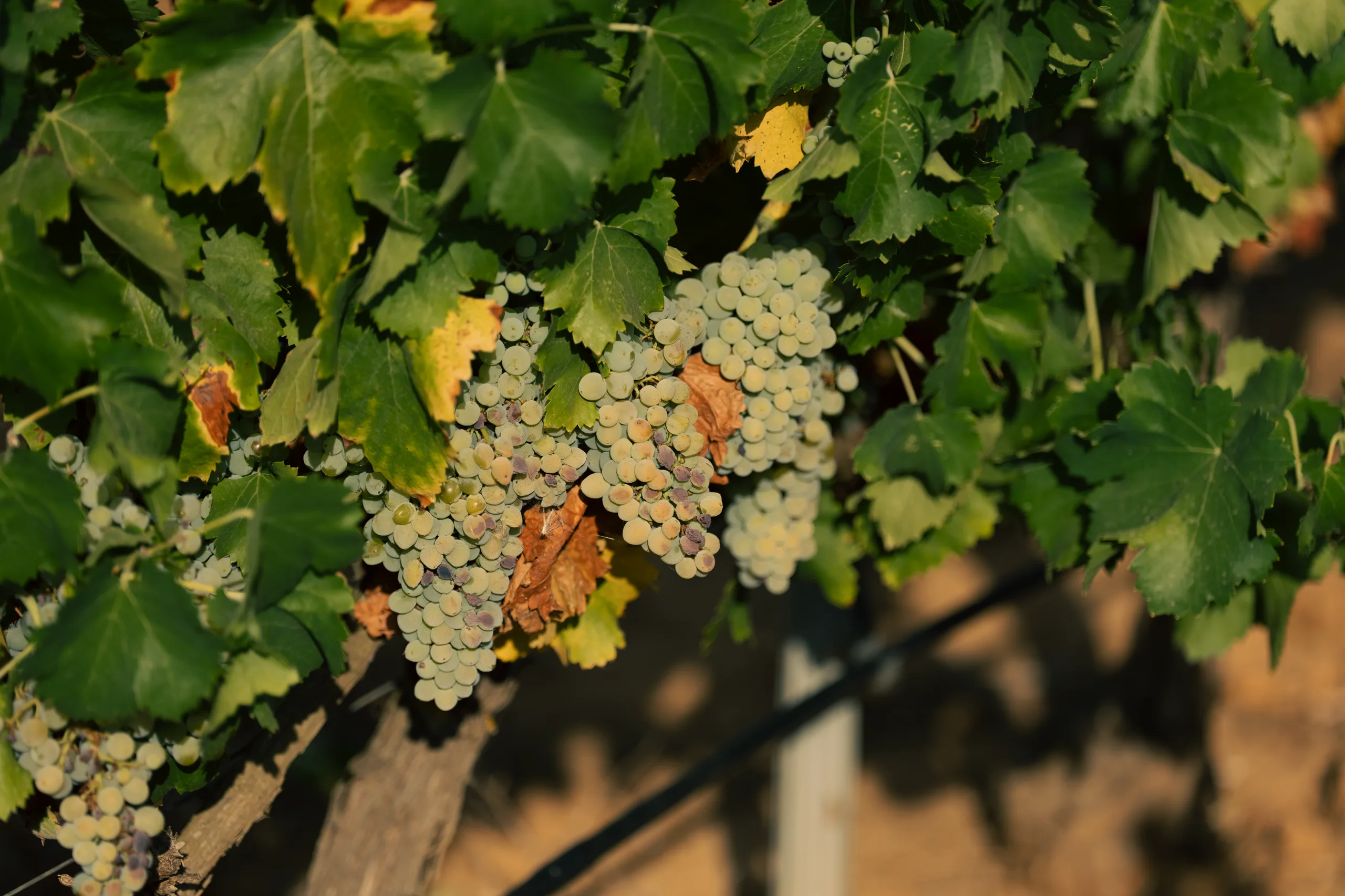 Grappe de raisin sur pied de vigne, domaine du Mas Rouvier